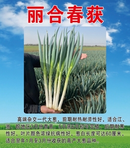 丽合春获大葱