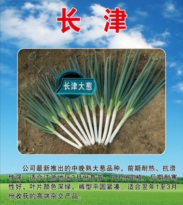 长津大葱