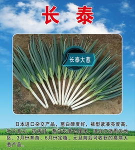 长泰大葱