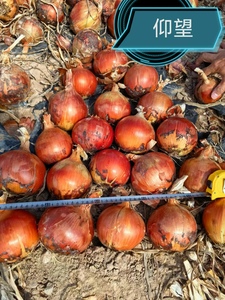 仰望-长日照黄皮圆葱