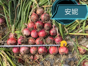 安妮-长日照粉红皮圆葱