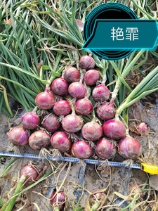 艳霏-长日照粉红皮圆葱