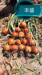 丰盛-长日照红皮圆葱