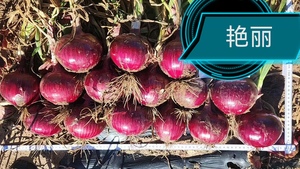 艳丽-长日照粉红皮圆葱