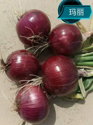 玛丽-红皮圆葱