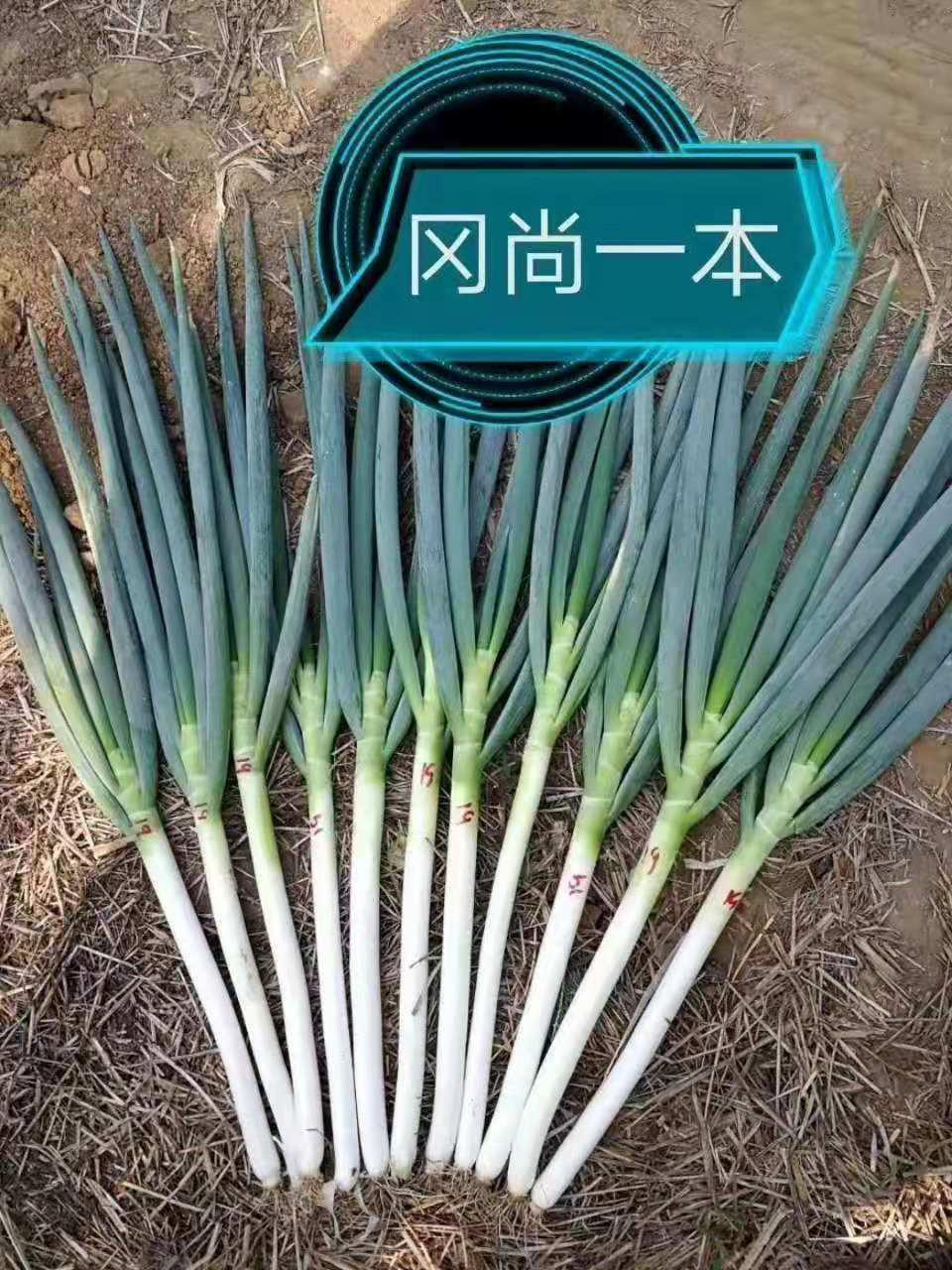 冈尚一本