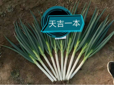天吉一本
