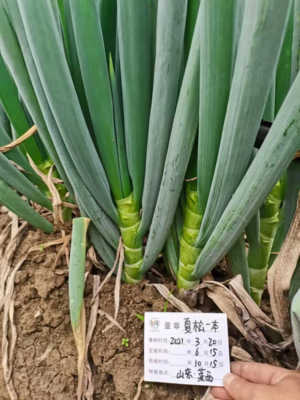夏松一本