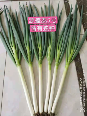 源盛泰5号