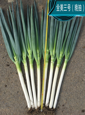 全美三号（晚抽）